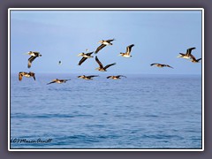 Pelikane und Sturmvögel