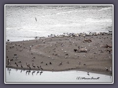 Seevögel und Seehunde - Bodega Bay