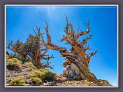 Uralte Bristlecone Pines