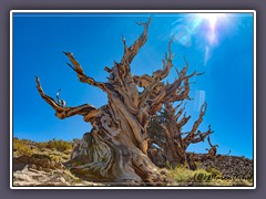 Viele der Bristlecone Pines sind über 4000 Jahre alt