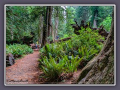 Winzige Menschen im Jedediah Smith Redwoods State Park