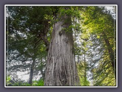 Big Tree im Redwood NP