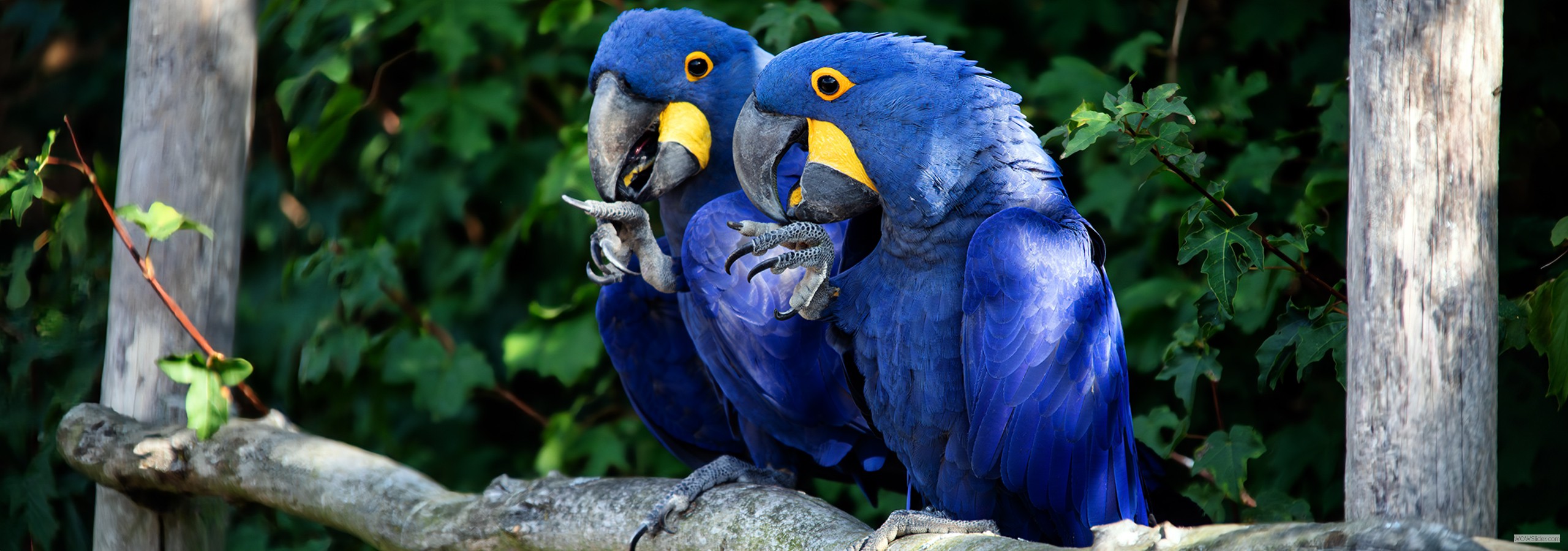 Hyazinth Aras - Vogelpark Marlow