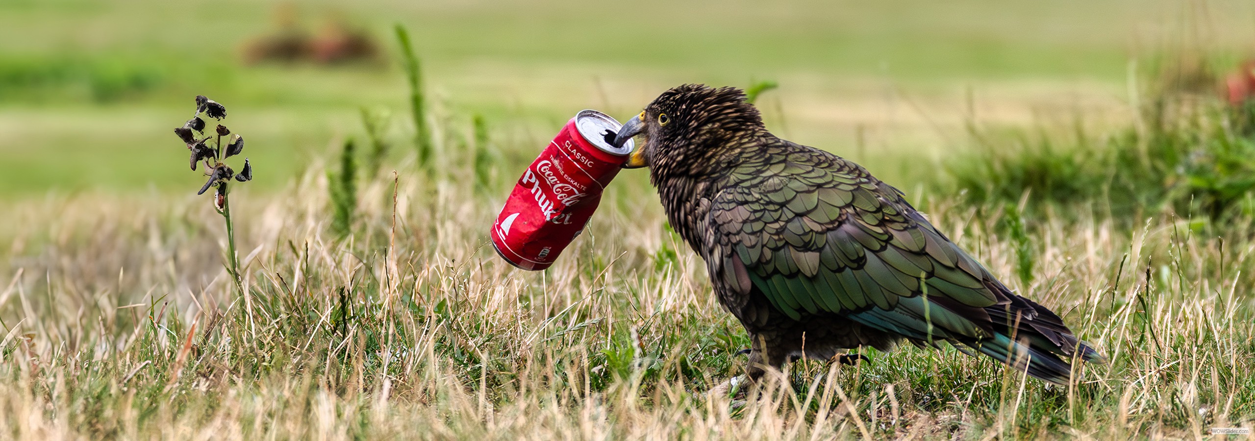 Kea - Vogelpark Walsrode