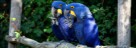 Hyazinth Aras - Vogelpark Marlow