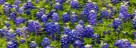 Texas Flora
