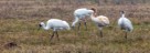 Schreikraniche -. Whooping Cranes
