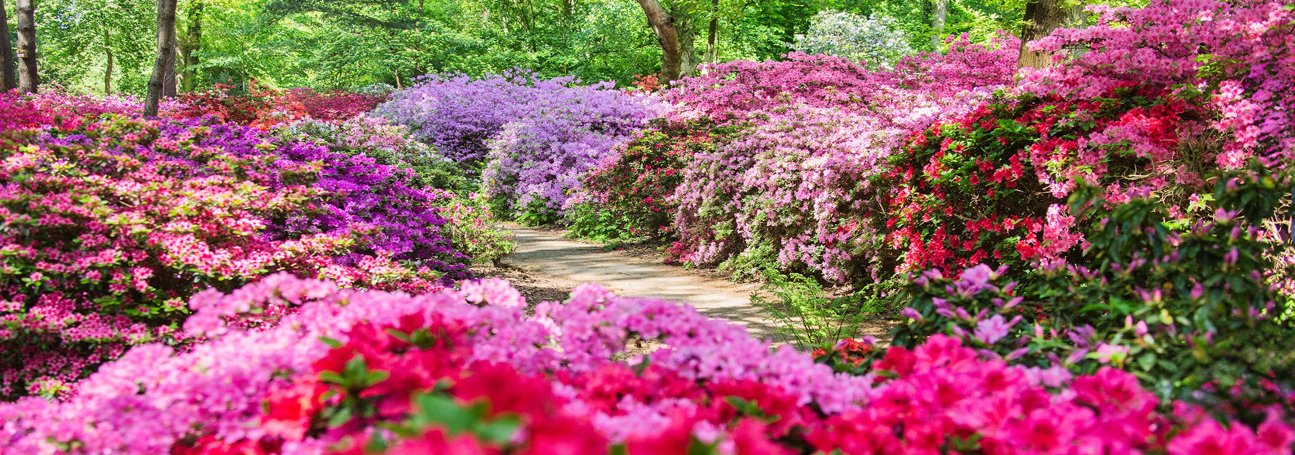 Rhododendronpark