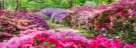 Rhododendronpark