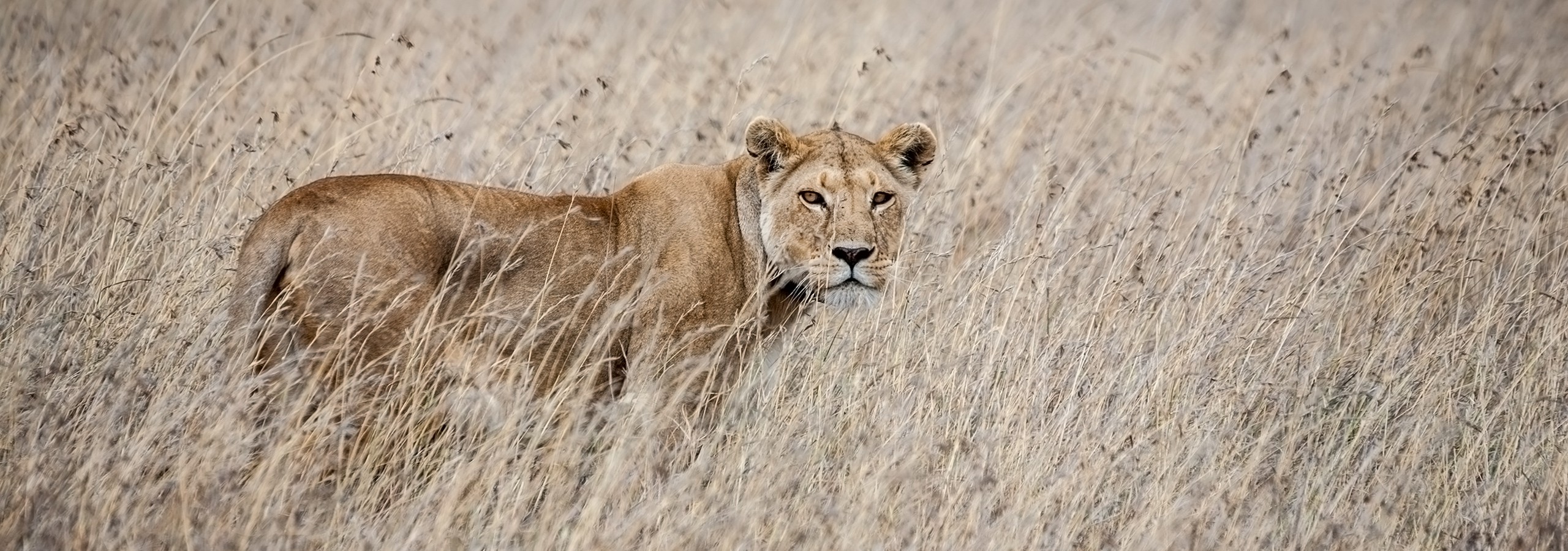 Serengeti Nationalpark