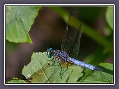 Blue Dasher - Pachydiplax-longipennis