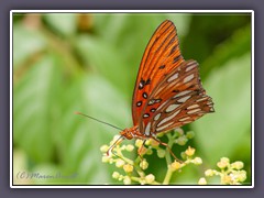 Gulf Fritillary or Passion Butterfly - Agraulis vanillae