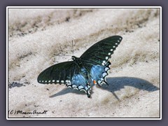 Spicebush Schwalbenschwanz - PapilioTrollus