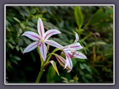 Swamp Lily - Crynum-americanum