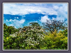 Blue Ridge - Frühling in den Appalachen
