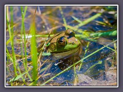 Blue Ridge - Green Frog