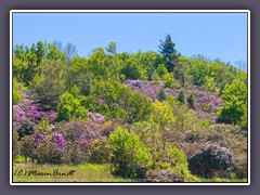 Blue Ridge - Rhododendren und Azaleen Wildnis