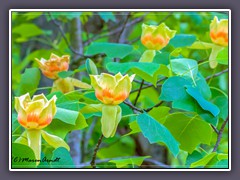Blue Ridge - Tulpenbaumblüten