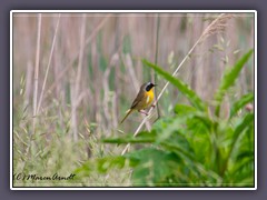New Jersey  - Common Yellowthroat - Weiden Gelbkehlchen