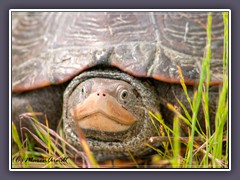 New Jersey  - Diamondback Turtle - Wildlife Refuge 