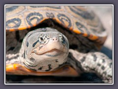 New Jersey - Diamondback Turtle 