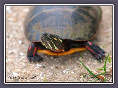 New Jersey - Painted Turtle 