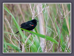 New Jersey - Red Winged Blackbird National Wildlife Refuge