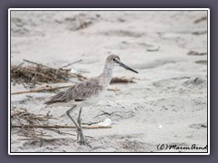Outer Banks - Wildlife Grünschenkel