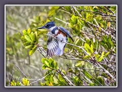 American Belted Kingfisher - Abflug