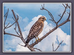 Anastasia State Park - Red Shouldered Hawk