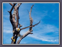 Bald Eagle - US amerikanischer Wappenvogel