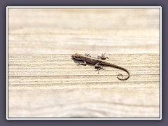 Florida Scrub Lizard -Sceloporus-wood - Buscheidechse