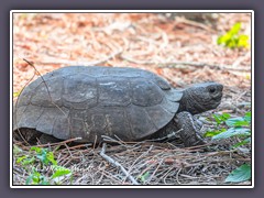 Gopher Tortoise - auf der Liste der bedrohten Arten