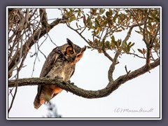 Great Horned Owl - Virginia Uhu