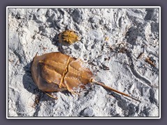 Horseshoe Crabs - Pfeilschwanzkrebse