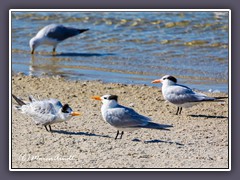 Königsseeschwalben - Fort Island Beach - Royal Terns