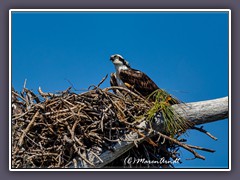 Osprey - Fischadler am Nest - 