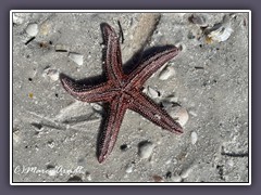 Starfish - Strandgut