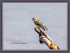 Yellow Rumped Warbler - Setophaga-coronata - Kronenwaldsänger