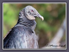 Black Vulture -  Rabengeier - Coragyps atratus 