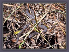 Brown Water Snake - Nerodia taxispilota - Braune Schwimmnatter im Shark Valley 