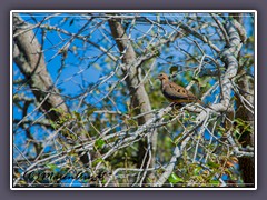 Common Ground-Dove - Columbina passerina - Sperlingstäubchen