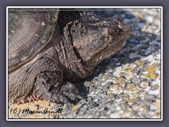 Common Snapping Turtle - Chelydra serpentina 
