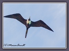 Fregattvogel über Fort Jefferson