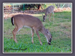 National Key Deer Wildlife Refuge - Big Pine Key