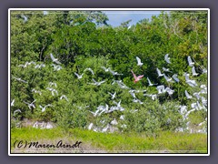Natur pur in den Everglades