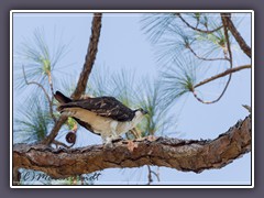 Osprey - Pandion haliaetus - Fischadler