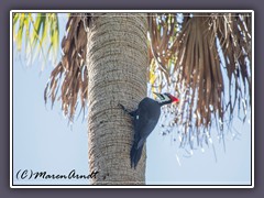 Pileated Woodpecker - Helmspecht