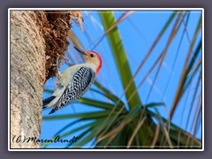 Red Bellied Woodpecker - Carolinaspecht - Melanerpes carolinus