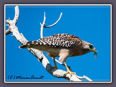 Red Shouldered Hawk - Buteo lineatus - Rotschulter Bussard